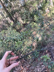 Sannantha pluriflora