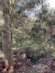 Sannantha pluriflora