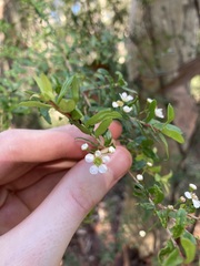 Sannantha pluriflora