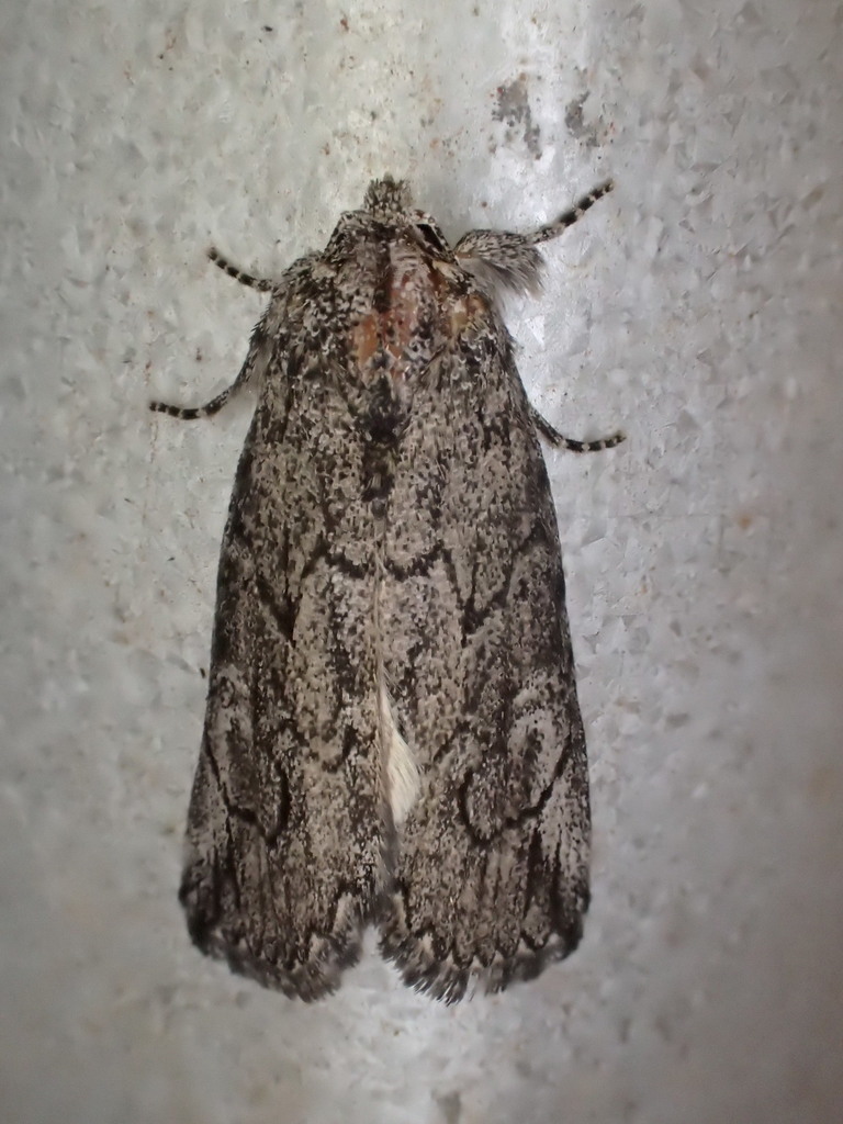 Stenoprora eurycycla