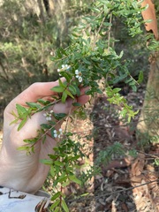 Sannantha pluriflora