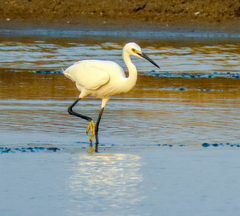 Egretta garzetta