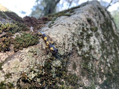 Ensatina eschscholtzii croceater