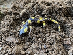 Ensatina eschscholtzii croceater