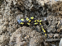 Ensatina eschscholtzii croceater