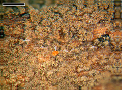 Tomentella scobinella