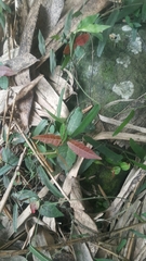 Trachelospermum jasminoides