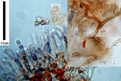 Tomentella scobinella