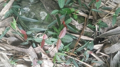 Trachelospermum jasminoides