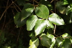 Parsonsia fulva
