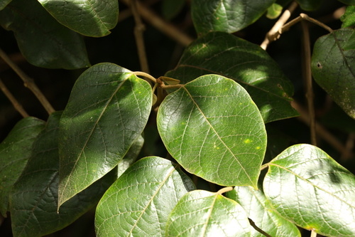 Image of Parsonsia fulva by (c) Greg Tasney, some rights reserved (CC BY-SA)