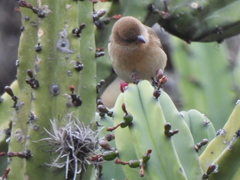 Passerina versicolor