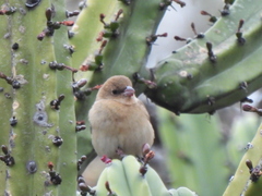 Passerina versicolor