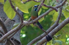 Eumomota superciliosa