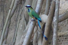 Eumomota superciliosa