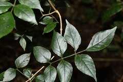 Pandorea baileyana