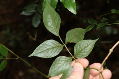 Pandorea baileyana