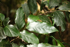 Cryptocarya erythroxylon