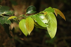 Cryptocarya erythroxylon