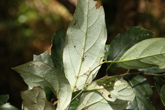 Cryptocarya erythroxylon