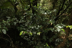 Cryptocarya erythroxylon