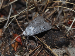 Cryptophasa atecmarta