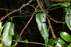 Aristolochia laheyana