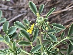 Cleomella obtusifolia