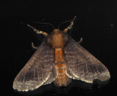 Doratifera oxleyi