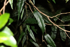 Aristolochia laheyana