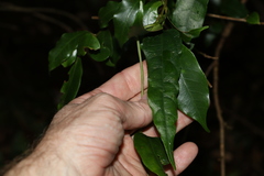 Aristolochia laheyana