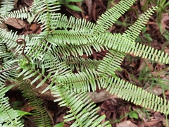 Sticherus remotus
