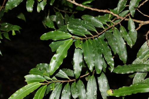 Ardisia bakeri (Ardisia bakeri)