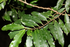Ardisia bakeri