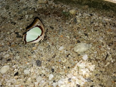 Polyura jalysus