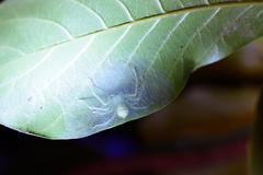 Gnathopalystes taiwanensis