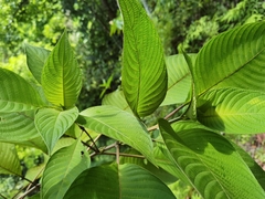 Guettarda crispiflora