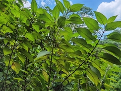 Guettarda crispiflora