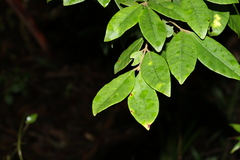Lenwebbia prominens
