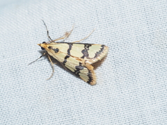 Metallarcha eurychrysa