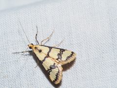 Metallarcha eurychrysa