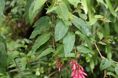 Cestrum fasciculatum