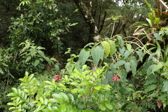 Cestrum fasciculatum