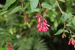 Cestrum fasciculatum