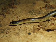 Suta nigriceps