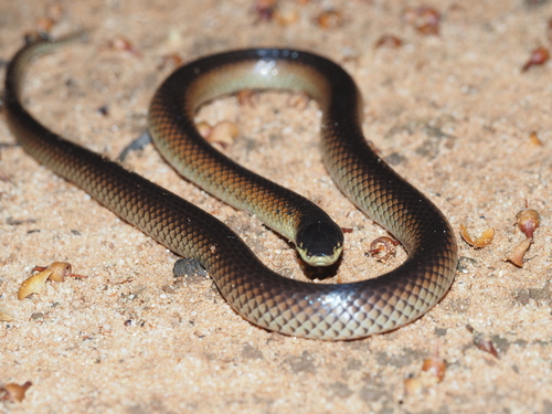 Black-naped Hooded Snake sighting