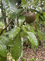 Tabernaemontana donnell-smithii