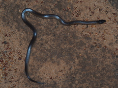 Suta nigriceps