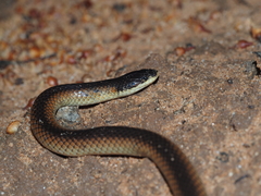 Suta nigriceps