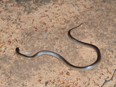 Suta nigriceps